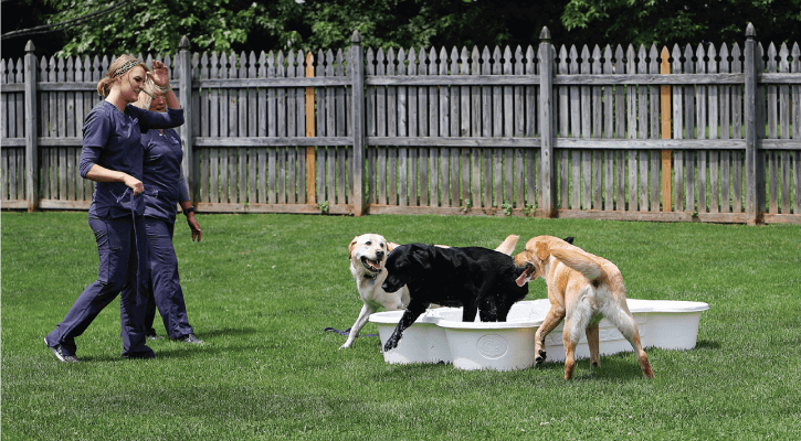 Training kennels shop near me