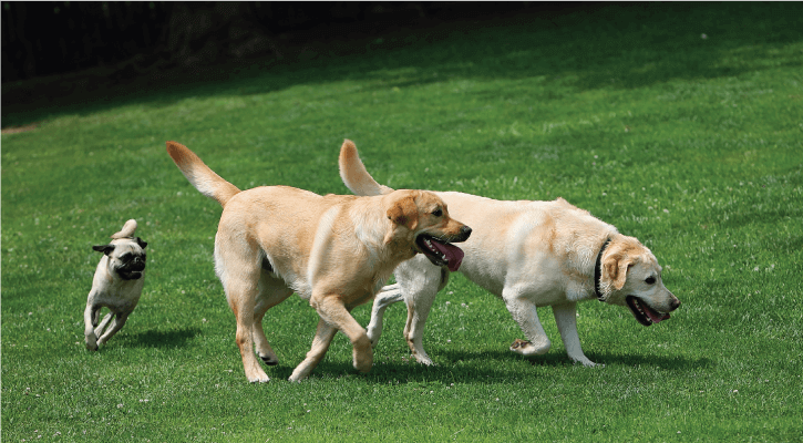 Pet Boarding Near Me - Hickory Kennels